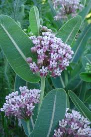 Sullivant S Milkweed Asclepias Sullivantii Light Full Sun Soil Loam Clay Moisture Medium Benefits Pollinators He Milkweed Plant Prairie Planting Plants