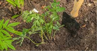 As woodland plants, they're ideally suited to cool, shady spots in the garden with moist soil, including in containers. Growing Dicentra From Seed Bleeding Hearts Pyracantha Co Uk
