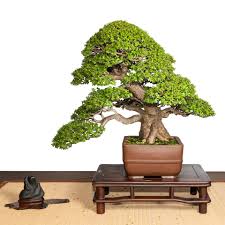 It is also a great bonsai subject. The Jade Tree Bonsai Today