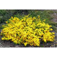 Image result for Acacia lasiopetala