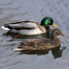 The best way to get rid of any animal from your property is to make them think that there is a danger. Attracting Ducks Ducks The Pond Guy