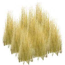 Tall Grass Png Google Search Arhitektura