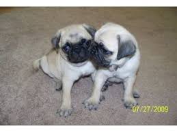 Pug puppy for sale in mooresville, nc, usa. Pug Puppies In North Carolina