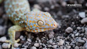 We did not find results for: Arti Mimpi Tokek Menurut Primbon Jawa Hewanpedia