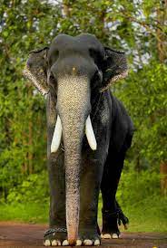 Lion of the arabian sea 8,3%. à´® à´à´² à´ à´¨ à´¨ à´àµ¼à´£ à´£àµ» Elephants Photos Elephant Photography Elephant Pictures