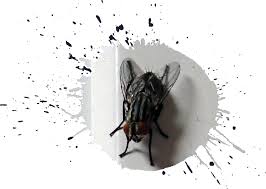 Filth Fly Offensive - Pest Control Technology