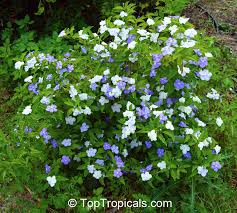 Image result for Brunfelsia australis