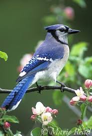 Birds Of Western New York State Pin On Jewellery