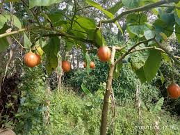 Image result for Solanum betaceum