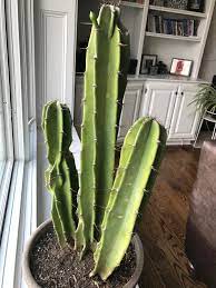 Time for the spine to shine. First Time Fluffy My Three Headed Cactus Is Putting Up A Bloom But I M Worried About Him He S More Of A Yellow Green Color And Has Some Spots On It Pictured On