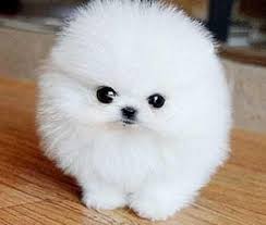 The pomeranian puppy is a proud dog, intelligent, eager to learn, very. Pomeranian Puppy Teacup Cuteanimals