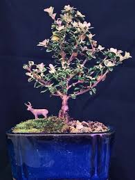 186 отметок «нравится», 2 комментариев — ✂erick schmidt (@eschmidttxbonsai) в instagram: About Us Bonsai