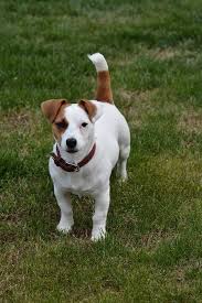 Pin By Yasar Karakadilar On Jack Russel Jack Russell Dogs Jack Russell Jack Russell Terrier