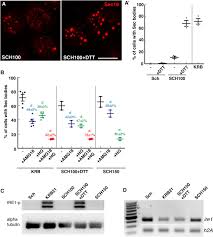 The fluid matrix that fills the cell is the cytoplasm. Salt Inducible Kinase Activation And Ire1 Dependent Intracellular Atp Depletion To Form Sec Bodies In Drosophila Cells Biorxiv