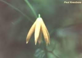 Image result for Littonia