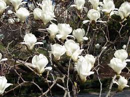 Jade lamp is a recently introduced variety, a specially selected denudata type, particularly noted for the large size of its solid white flowers, plus ability to flower at a small size. File Magnolia Denudata Rjb Jpg Wikimedia Commons