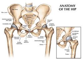 This anatomical atlas was especially designed for a specific public (radiologists general anatomy: Hip Joint Anatomy Movement Muscle Involvement How To Relief