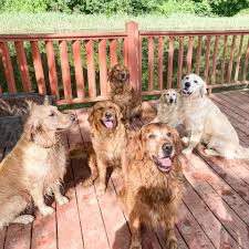 Profile for Arkansas Goldens