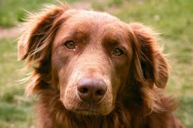 Puppies are in very good health. Chocolate Lab Golden Retriever Mix For Sale Off 62 Www Usushimd Com