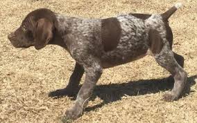 German shorthaired pointer puppy for sale near wyoming, cheyenne, usa. German Shorthaired Pointer Puppy For Sale Germanshorthairedpointerforsale German Shorthaired Pointer Pointer Puppies German Shorthaired Pointer Dog