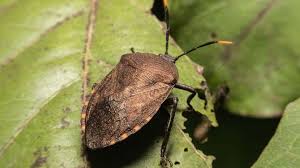 Un Insecte Asiatique Peut Etre A L Origine D Une Goutte Verte Dans Les Oliviers Selon Les Chercheurs Olive Oil Times
