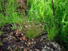 Image result for Oldenlandia herbacea