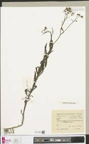Image result for Callichilia orientalis