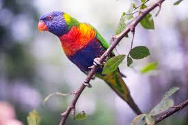 National geographic backyard guide to the birds of north america, 2nd edition. Is The Rainbow Lorikeet Still The Most Common Backyard Bird In Australia Manning River Times Taree Nsw