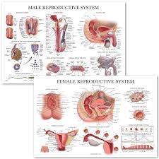 Male Female Reproductive System Anatomical Charts