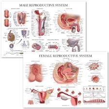 male female reproductive system anatomical charts