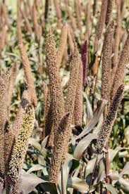 Image result for Cenchrus americanus