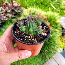 Image result for Euphorbia contorta