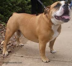 The oeb is a strong, fast, lovable and funny dog. Olde English Bulldogge Dog Breed Pictures 1