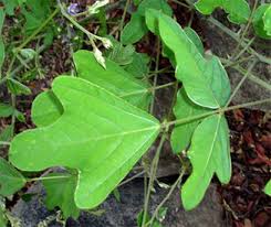 Image result for Neorautanenia mitis