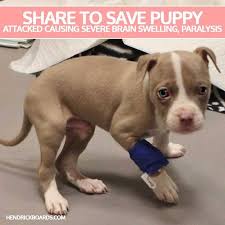 Pin To Save Puppy Attacked Causing Severe Brain Swelling Paralysis Atlanta Pet Rescue Adoption Got A Call From A Local Animal Co Animals Animal Abuse Pets