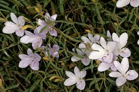 Image result for Barleria pretoriensis