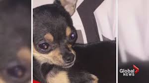 Grieving the loss of a pet after euthanasia reddit. Calgary Family Mourns Death Of Pet Chihuahua After Neighbour Allegedly Beat It With A Cellphone Calgary Globalnews Ca