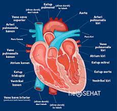 Mungkin penting untuk diketahui disini, bahwa kata heart dalam dunia kedokteran berarti jantung, bukan hati. Menelusuri Sistem Peredaran Darah Manusia Hello Sehat