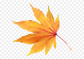 If the yellow leaves look dull and lifeless, luz lestrange, plant consultant at the well, says that could mean your plant is getting too much water. Yellow Leaves Autumn Spring Winter Seasons Leaf Png Spring Background Png Stunning Free Transparent Png Clipart Images Free Download