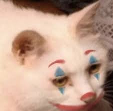 Originally Xxziggystardust Animal Memes Cute Memes Animals