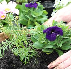 Hanging Baskets Made Easy