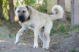 kangal dog kangal kopegi coban kopegi kopek turleri