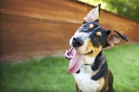 Explore quality news images, pictures from top photographers around the world. Tous Les Articles Sur Chien Levif Be