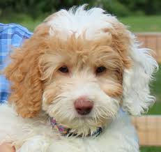 Pet service in wauseon, ohio. Serendipity Doodles Labradoodles Ellwood City