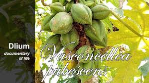 Image result for Vasconcellea pubescens