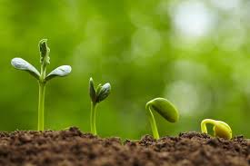 I am specifically referring to t. All About Seeds Germination Theseedsmaster
