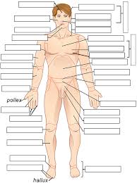 Everyone should identify the location of skeletal muscles in the trunk and upper extremities of the. Body Regions Labeling