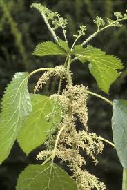 Image result for Laportea alatipes