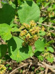 Image result for Cordia monoica