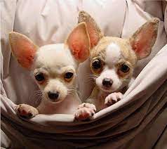 6 Brilliant Potty Training Chihuahua Consistency Is Key Ideas Baby Chihuahua Cute Chihuahua Chihuahua Love